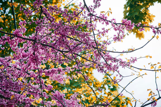 Where to Go & Show this Spring